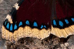 Trauermantel - Zum Vergroessern klicken!